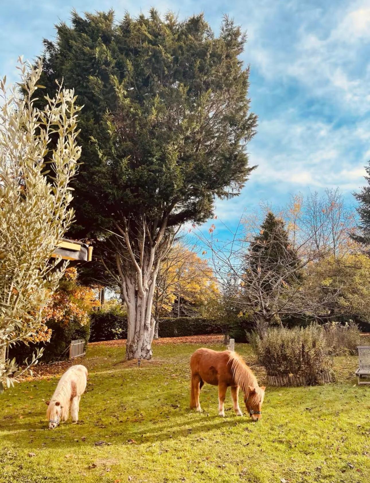 Cottage Normand Avec Sa Grande Piscine Chauffee Toute L Annee Sur Parc Arbore Et Clos En Plein Coeur De La Campagne Adapte Aux Kids Et Dog Friendly Saint-Antonin-de-Sommaire Экстерьер фото